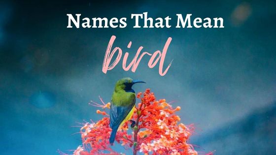 names-that-mean-bird-little-duniya